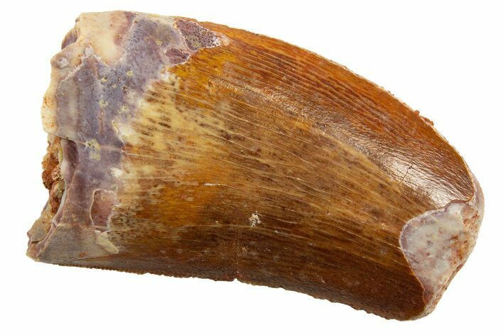 Serrated, Carcharodontosaurus Tooth - Feeding Worn Tip #329872